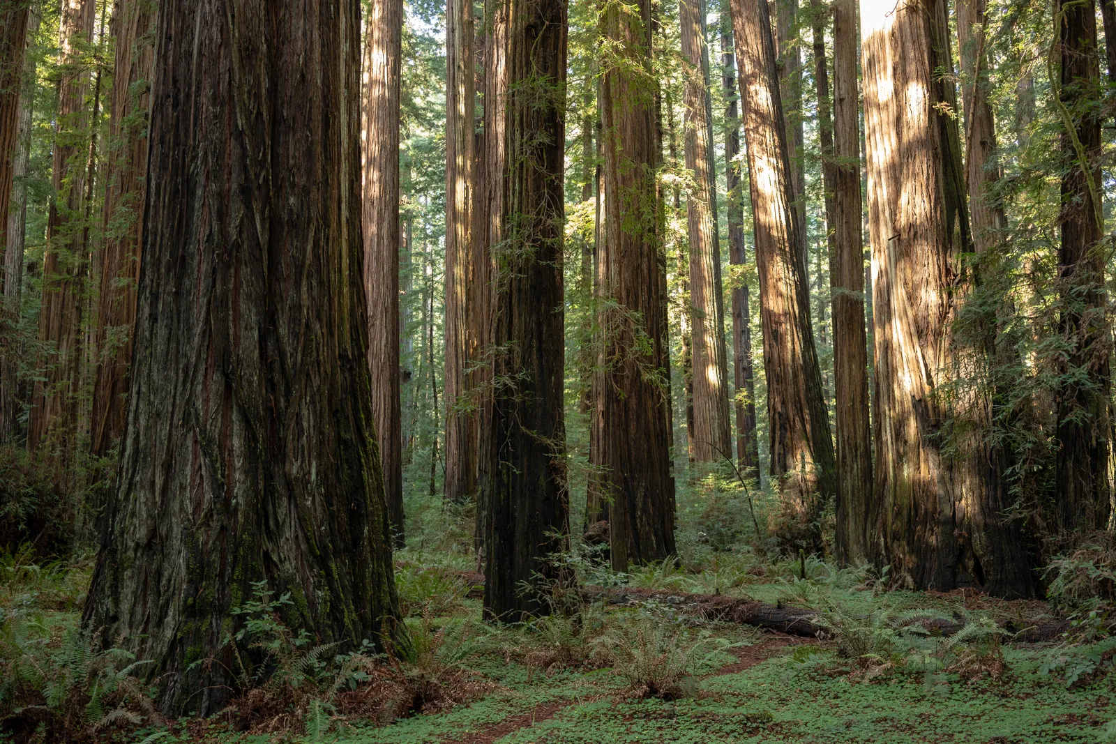 Redwoods, California