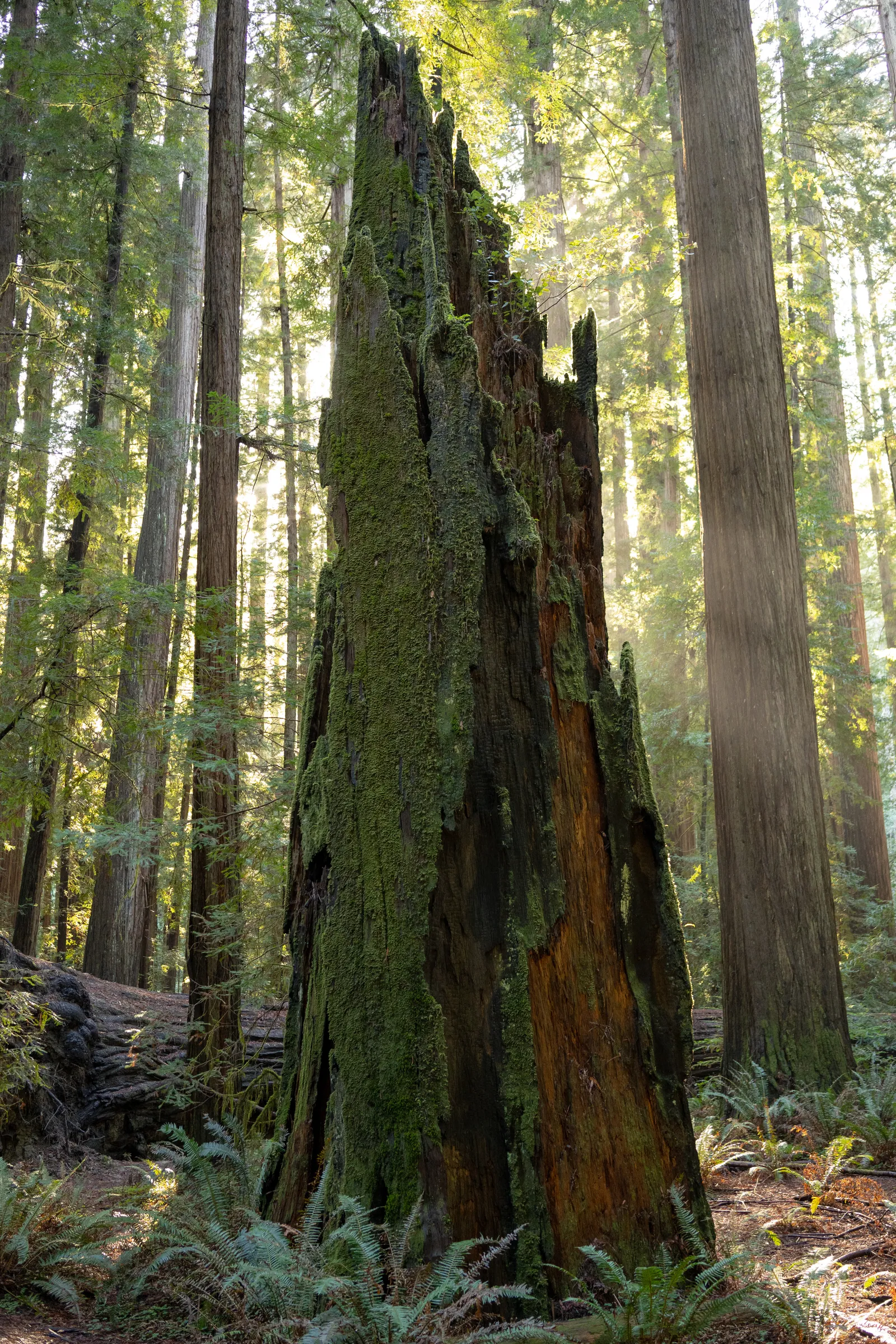Redwoods, California