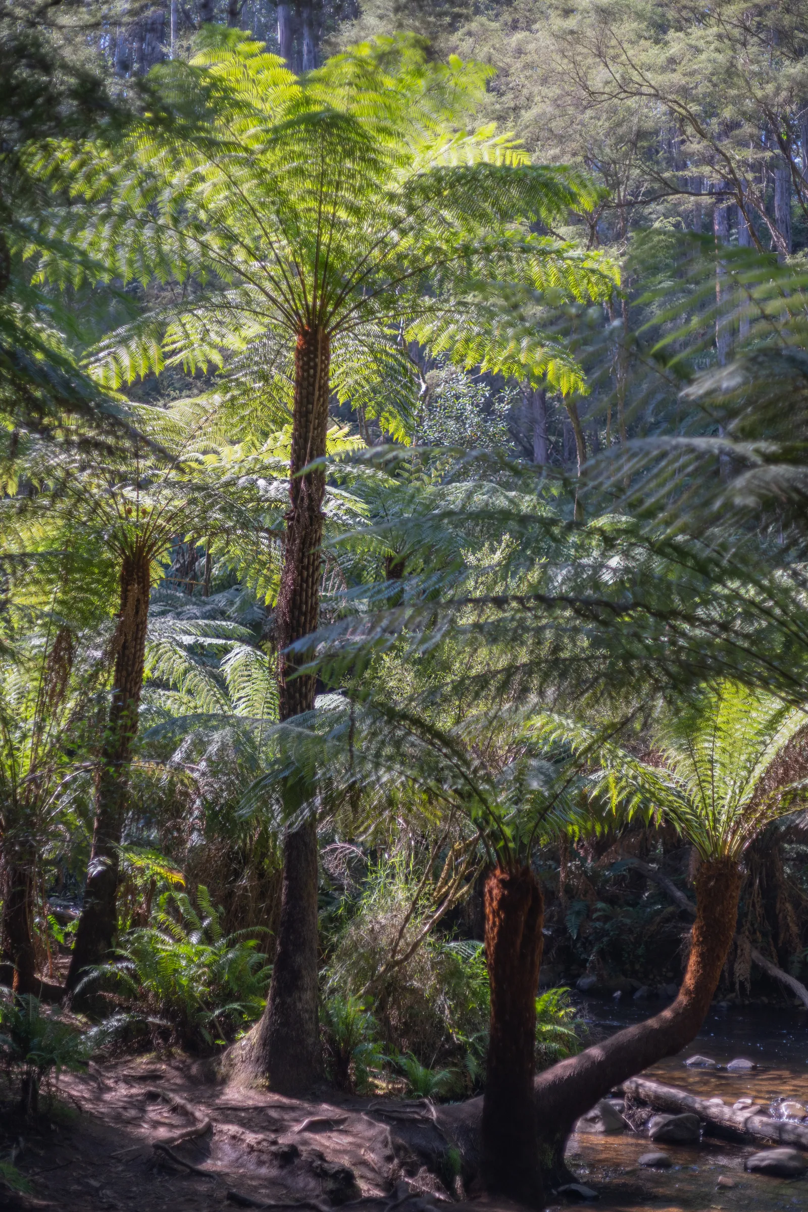 Warburton, Victoria