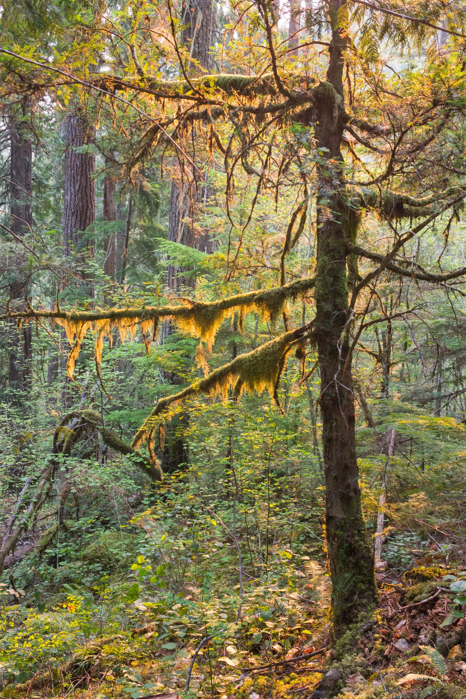 Olympic National Park, Washington