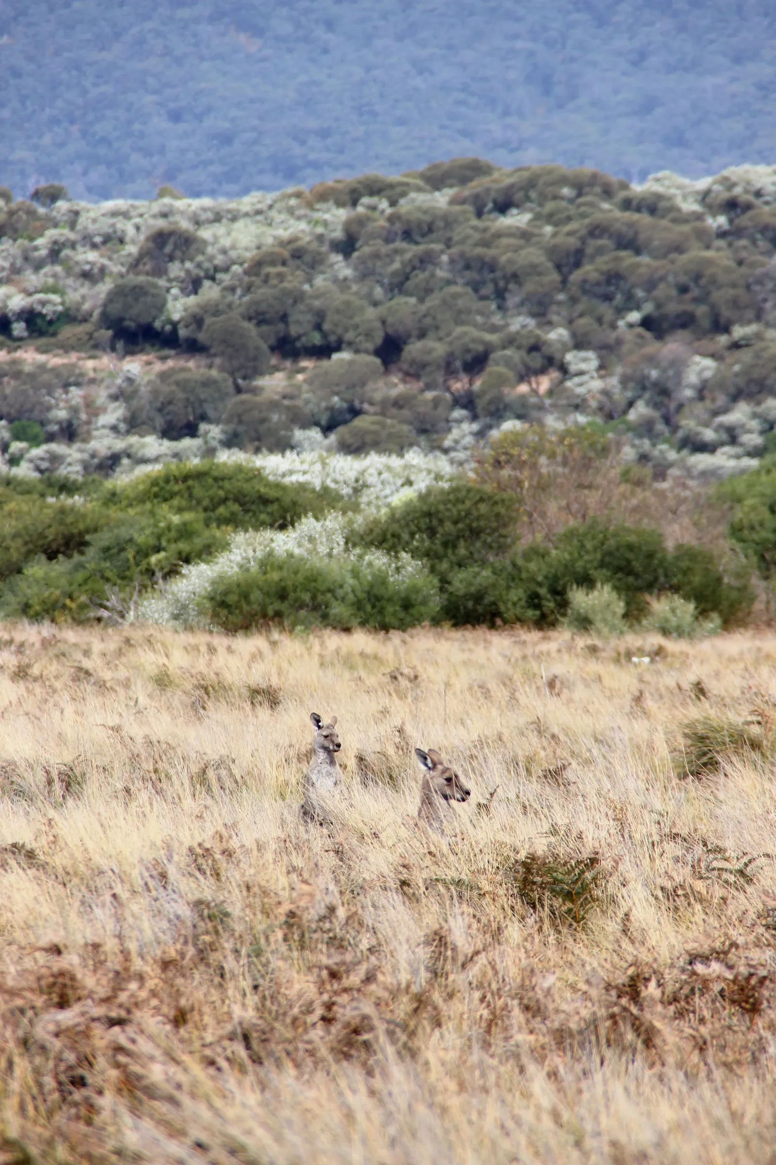 Wilson's Promontory, Victoria